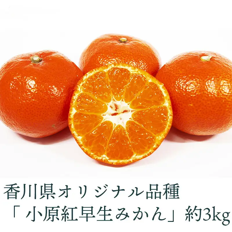 小原紅早生みかん 3kg