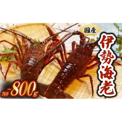 【天然】 伊勢海老700g以上