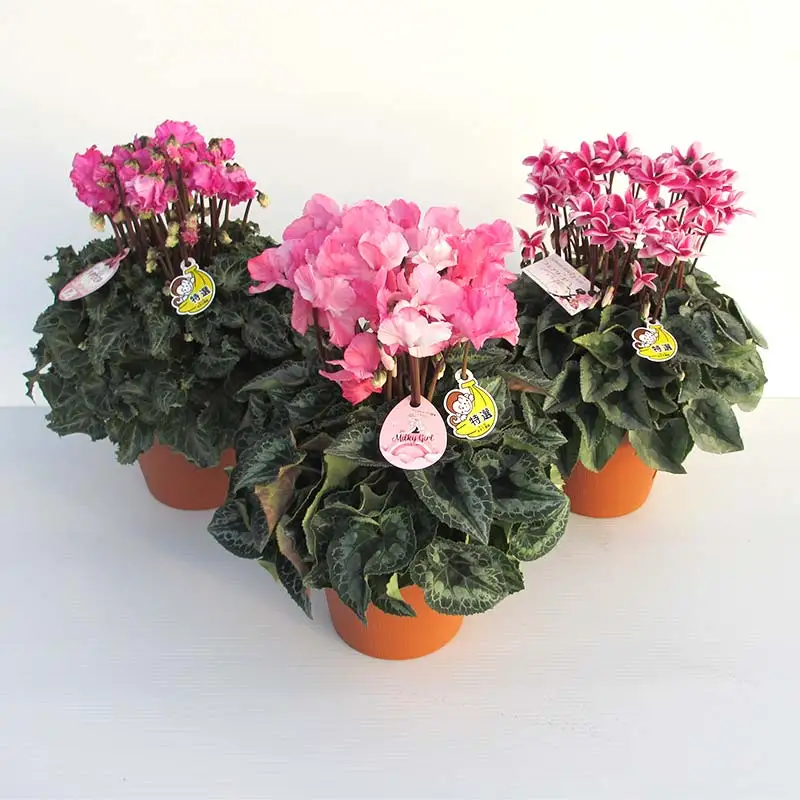 シクラメン 6号鉢（18cm） ますだ農園【お届け：11月～12月】 花 植物 フラワー F4N-1399