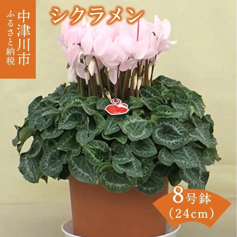 シクラメン 8号鉢（24cm） ますだ農園 【お届け：11月～12月】 花 植物 フラワー F4N-1400