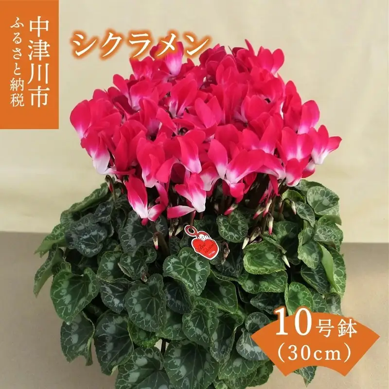 シクラメン 10号鉢（30cm） ますだ農園 【お届け：11月～12月】 花 植物 フラワー F4N-2830