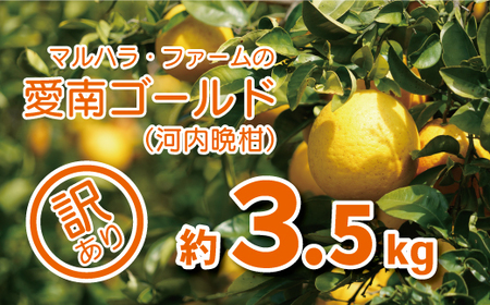 訳あり 河内晩柑 3.5kg 5000円 （発送期間: 4月中旬～） みかん かわちばんかん 愛南ゴールド 美生柑 文旦 グレープフルーツ 和製 家庭用  産地直送 国産 農家直送 お試し 少量 試供品 糖度 果樹園 期間限定 数量限定 特産品 ゼリー ジュース 人気 限定 さわやか 甘い おいしい フルーツ 果物 柑橘 蜜柑 規格外 愛媛県 愛南町 マルハラファーム 河内晩柑 みかん 愛南ゴールド 河内晩柑 みかん 愛南ゴールド 河内晩柑 みかん 愛南ゴールド 河内晩柑 みかん 愛南ゴールド 河内晩柑 みかん 愛南ゴールド 河内晩柑 みかん 愛南ゴールド 河内晩柑 みかん 愛南ゴールド 河内晩柑 みかん 愛南ゴールド 河内晩柑 みかん 愛南ゴールド 河内晩柑 みかん 愛南ゴールド 河内晩柑 みかん 愛南ゴールド 河内晩柑 みかん 愛南ゴールド 河内晩柑 みかん 愛南ゴールド 河内晩柑