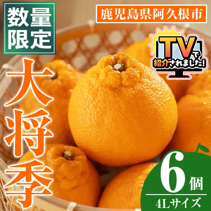＜先行予約受付中！2027年1月中旬以降順次発送予定＞数量限定！大将季 (6個・4Lサイズ) 柑橘 フルーツ 果物 国産 みかん 期間限定 不知火 しらぬい シラヌイ ミカン【株式会社土曜日】akn069-12