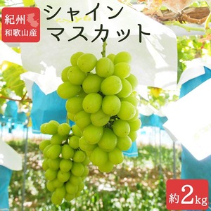 紀州和歌山産シャインマスカット 約2kg ｜ マスカット マスカット マスカット マスカット※離島への配送不可 ※2026年8月中旬頃〜2026年9月上旬頃に順次発送予定