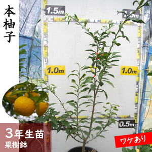 《訳あり》3年生 苗木◇柑橘類 本柚子(ほんゆず)[果樹鉢苗 2023年] ※北海道・沖縄・離島への配送不可