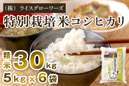 【令和8年産新米先行予約】新潟県 加茂市産 特別栽培米コシヒカリ 精米30kg（5kg×6）《10月上旬～順次出荷》 （株）ライスグローワーズ