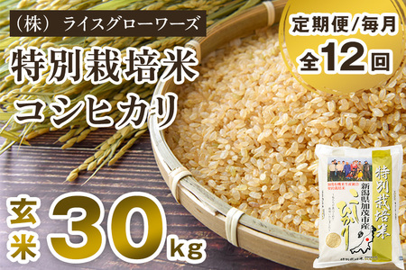 【令和8年産新米先行予約】【定期便12ヶ月毎月お届け】新潟県 加茂市産 特別栽培米コシヒカリ 玄米 30kg（5kg×6）《10月上旬～順次出荷》 加茂有機米生産組合