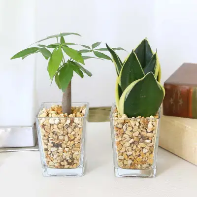 【観葉植物】土を使わないで清潔なミニ観葉植物 ゼオライト植え・ガラス鉢 スクエア形 2鉢セット（パキラとサンスベリア）【観葉植物 インテリア 部屋 おしゃれ 福岡県 筑前町 送料無料 AG049VC03】
