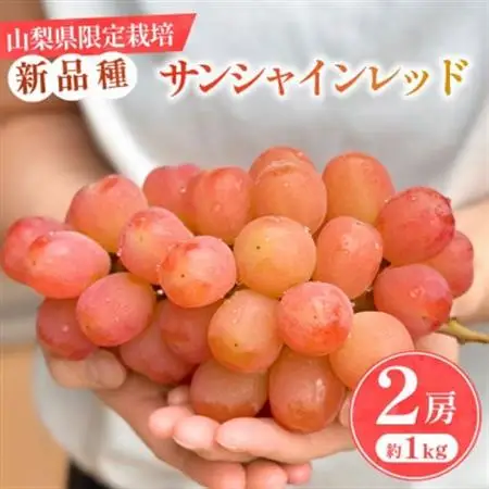 2026年発送【数量限定】山梨県産 希少品種「サンシャインレッド」2房約1kg  化粧箱入【配送不可地域：離島・沖縄県】【1515302】