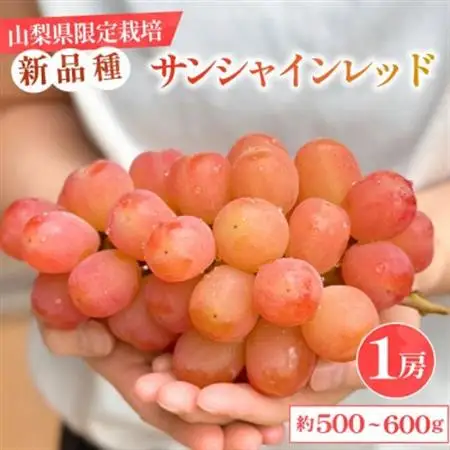 2026年発送【数量限定】山梨県産 希少品種「サンシャインレッド」1房 約500～600g 化粧箱入【配送不可地域：離島・沖縄県】【1515303】
