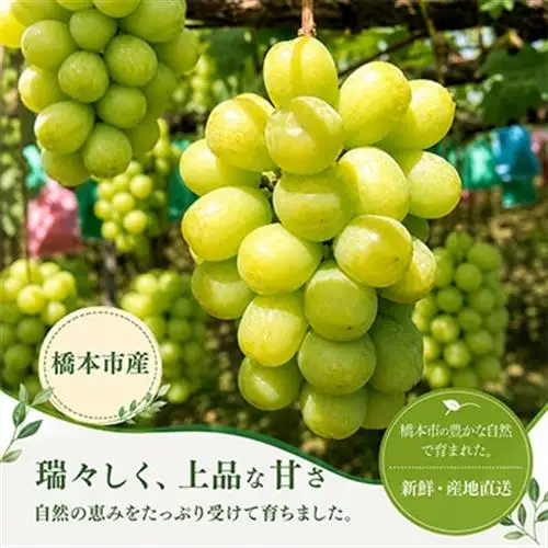 【2027年夏発送】先行受付 旬のシャインマスカット詰め合わせ約1.8キロ(和歌山県橋本市産)_果物・フルーツ ぶどう・マスカット  ブドウ 葡萄 _【配送不可地域：離島】【1515363】
