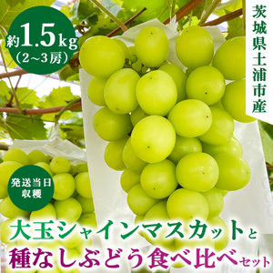 【先行予約】シャインマスカットと食べ比べセット【約1.5キロ】 ※2026年11月上旬頃発送