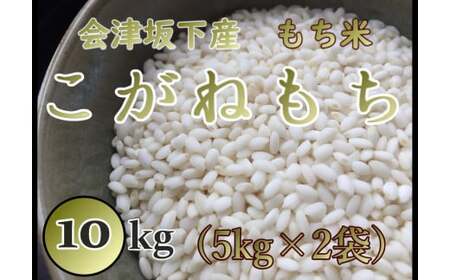 36-C こがねもち（令和7年産米）会津坂下産もち米 10kg（5kg×2袋） T.Farming※沖縄・離島への配送不可