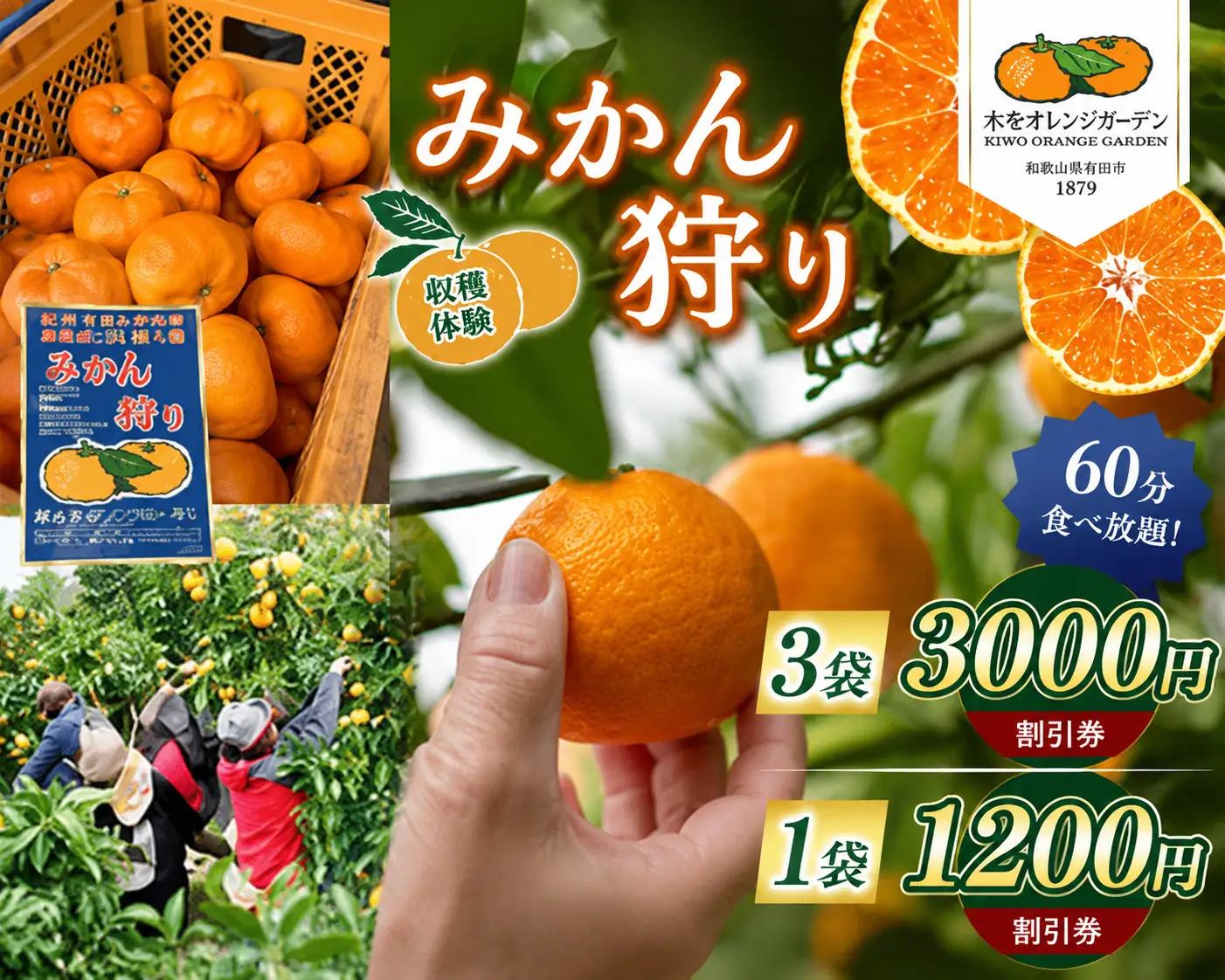 みかん狩り 収穫体験 （ みかん60分食べ放題 ） 3000円割引券