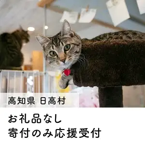 【お礼の品なし】里親募集型 保護猫カフェの支援（動物愛護） 保護ねこ 保護猫 支援 里親 寄付 にゃんこメリー 保護猫活動 応援