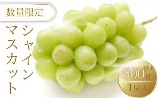 シャインマスカット 約500g / ぶどう ギフト 贈答 旬 フルーツ 果物 和歌山 紀美野町産 9月 ※2026年9月上旬～順次発送【frt512-r-0d5】