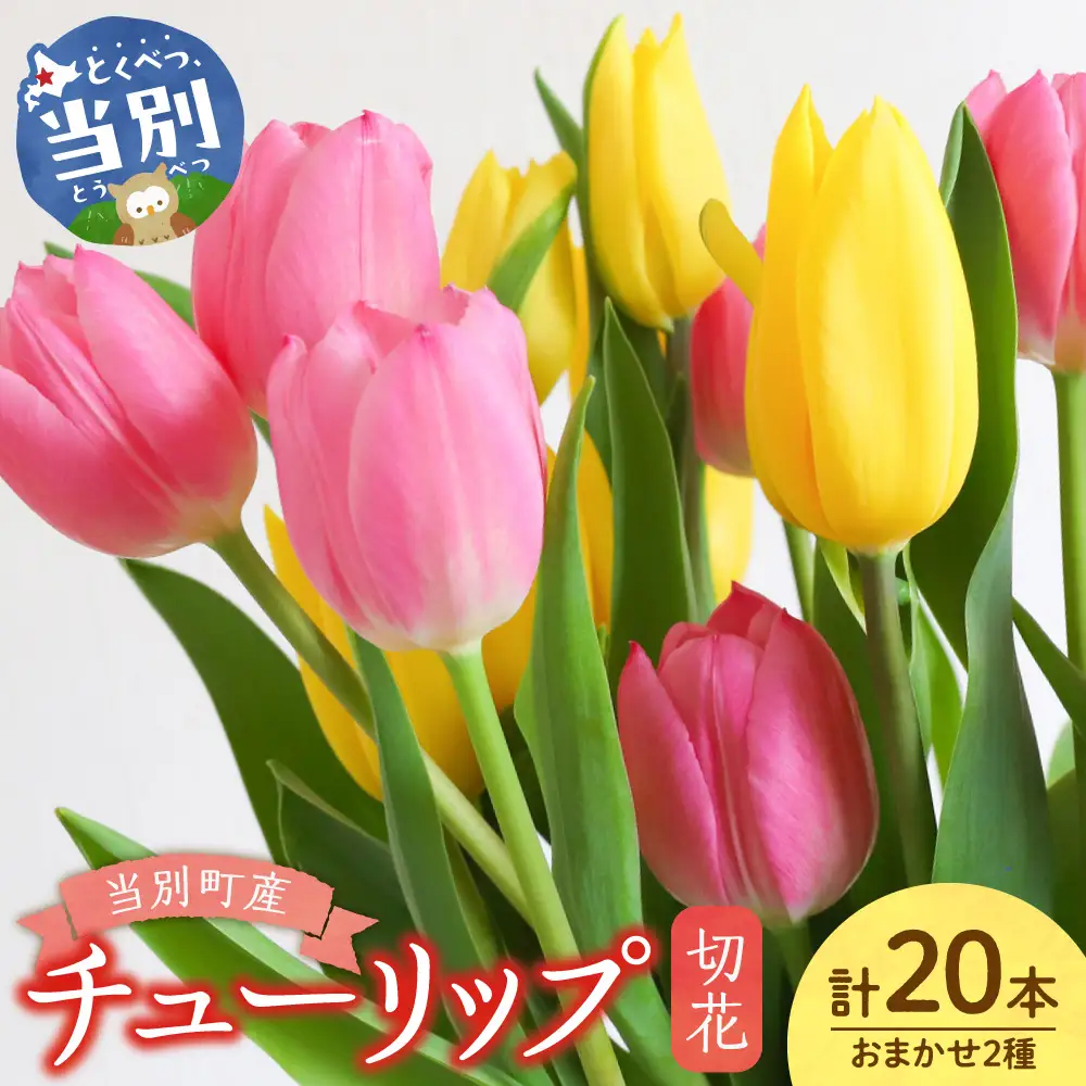 チューリップ 切花 20本（2品種×各10本）四季農場 花 お花 チューリップ 切り花 切り花産地  北海道 当別町