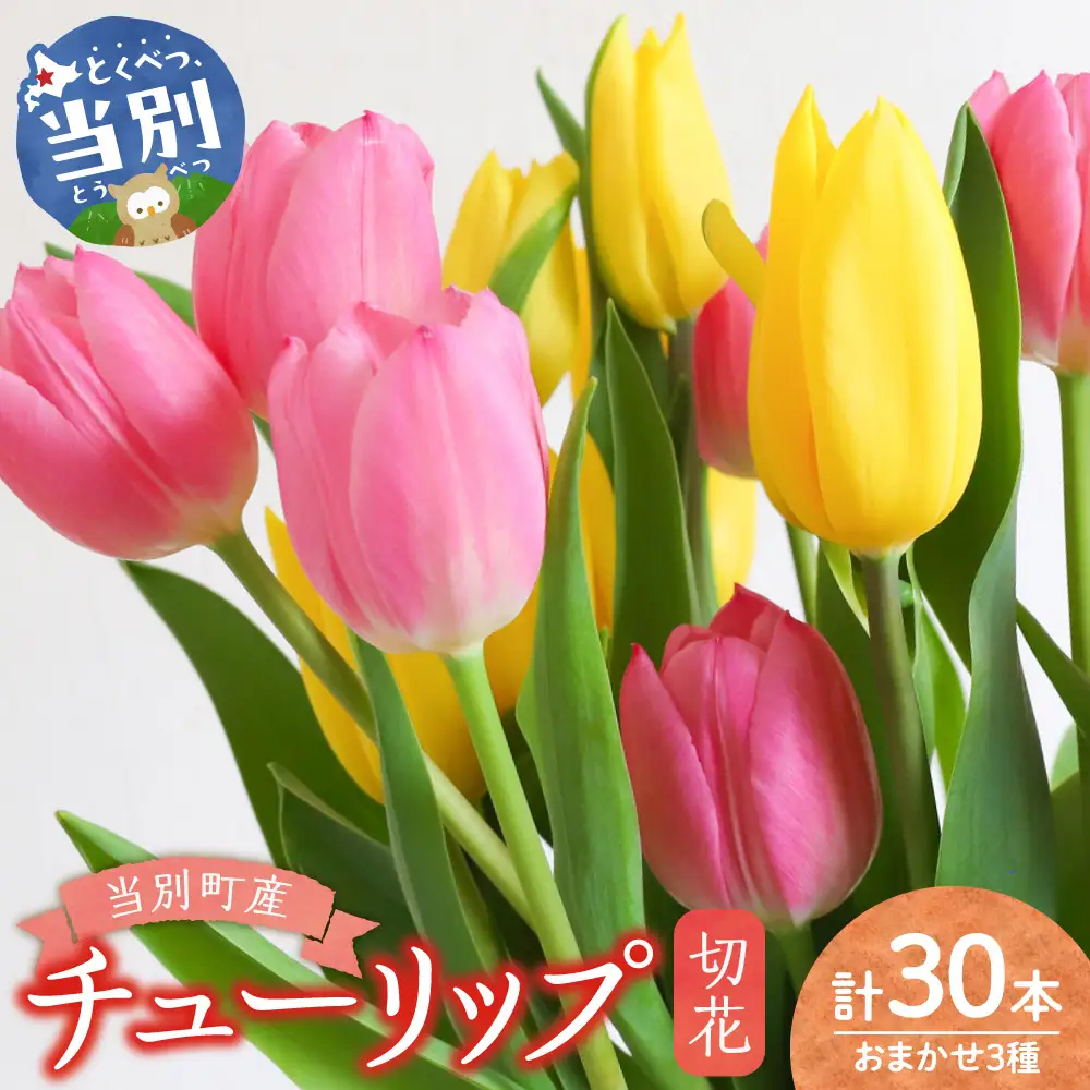 チューリップ 切花 30本（3品種×各10本）四季農場 北海道 当別町 花 お花 チューリップ 切り花 切り花産地 