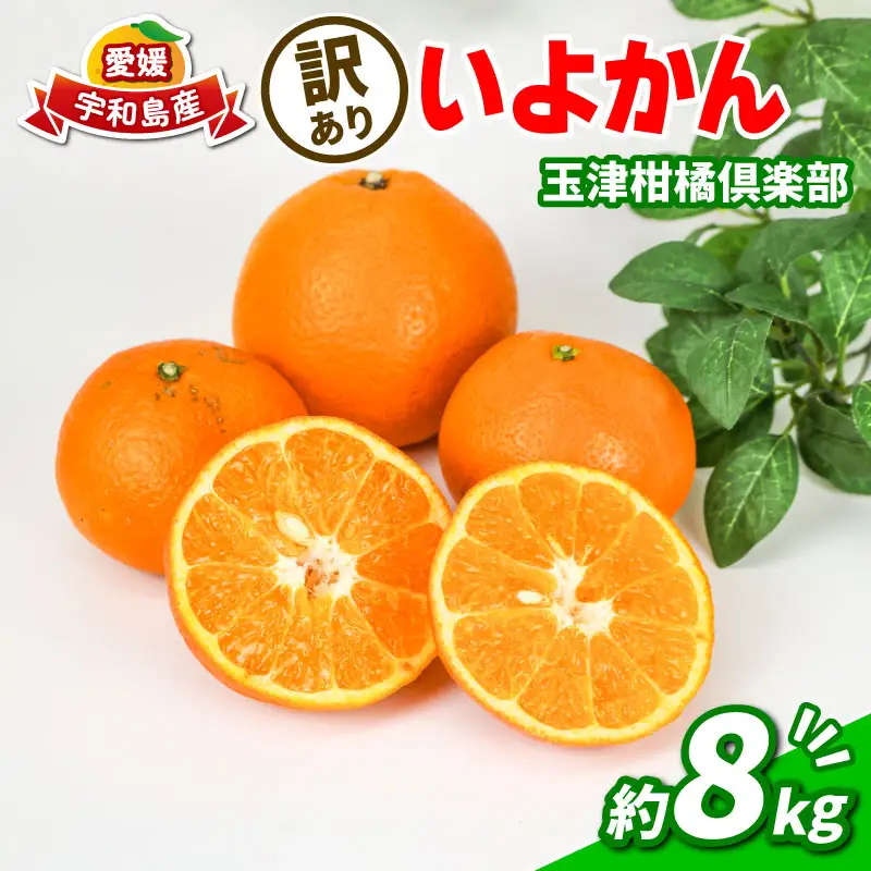 訳あり いよかん 8kg みかん 玉津柑橘倶楽部 先行予約 みかん B010-072032
