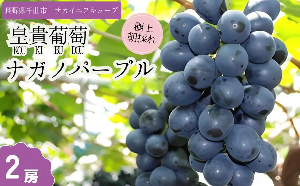 【2026年先行予約】ぶどう ナガノパープル 特秀品 加湿ハウス栽培 2房 |ナガノパープル特秀品
