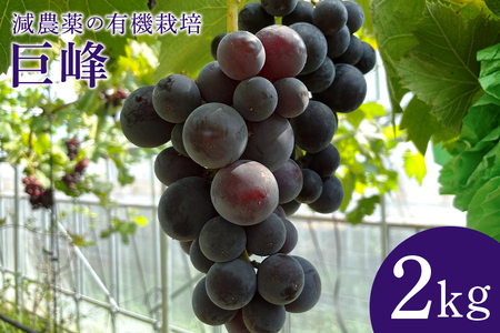 【数量限定・先行予約】 巨峰 2kg ぶどう ブドウ 葡萄 果物 フルーツ 国産 【8月20日～9月末発送予定】 70-F
