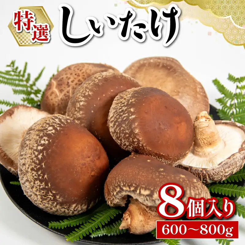特選しいたけ 8個入り 600g ～ 800g 国産 滋賀県 竜王町 キノコ しいたけ シイタケ