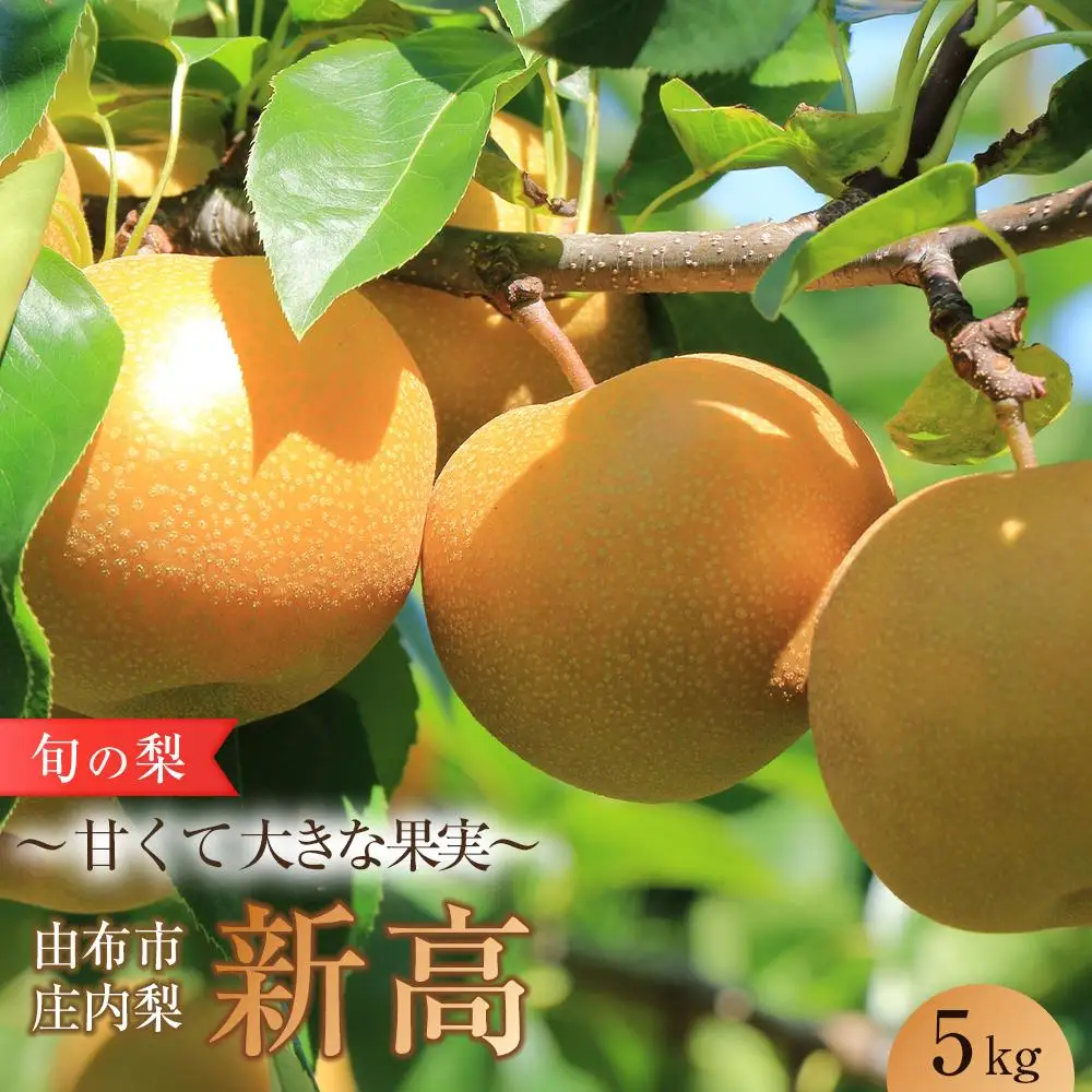 旬の梨 新高 5kg 庄内梨 大塚梨園＜2026年9月下旬以降発送＞