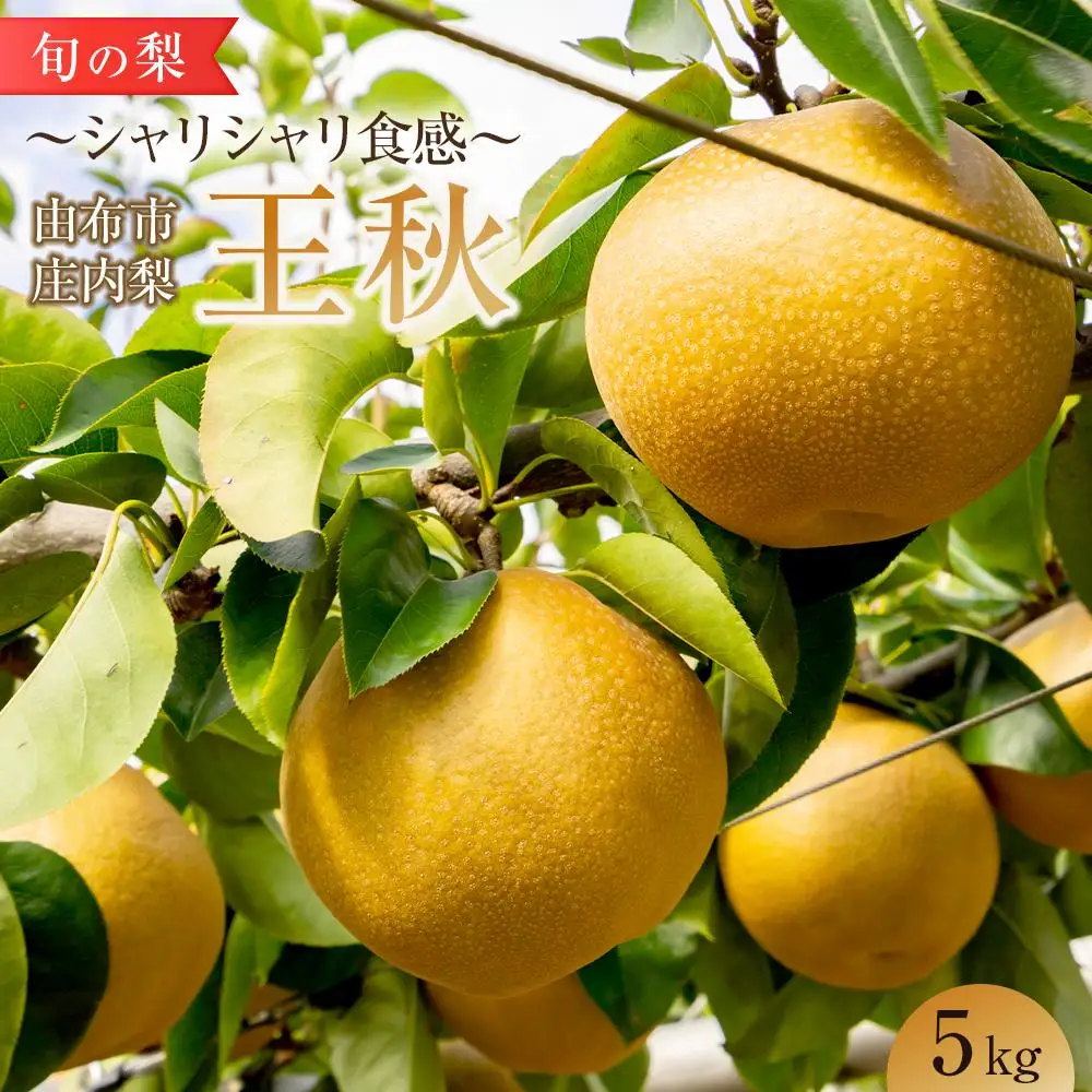 旬の梨 王秋 5kg 庄内梨 大塚梨園＜2026年10月下旬以降発送＞