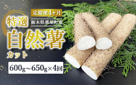 【定期便4ヵ月】那須町産 自然薯（カット）600g～650g | とろろ 贈り物 お土産 グルメ 美味しい おいしい 食べ物 那須 栃木県 那須町〔P-214〕 ※2026年12月～発送