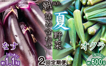 夏野菜 定期便 2回 なす 1kg オクラ 600g セット 《 先行予約 5月下旬～発送開始》 詰め合わせ 千両なす オクラ 野菜 阿波市産 徳島県