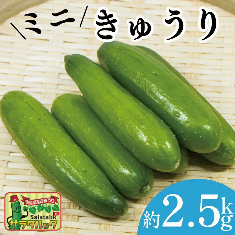 野菜 夏野菜 きゅうり  ミニきゅうり 2.5kg 小分け きゅうり きゅうり