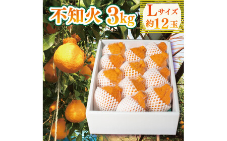 不知火 約3kg Lサイズ 12玉 不知火 しらぬい 柑橘 オレンジ