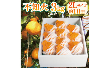 不知火 約3kg 2Lサイズ 10玉 不知火 しらぬい みかん 柑橘
