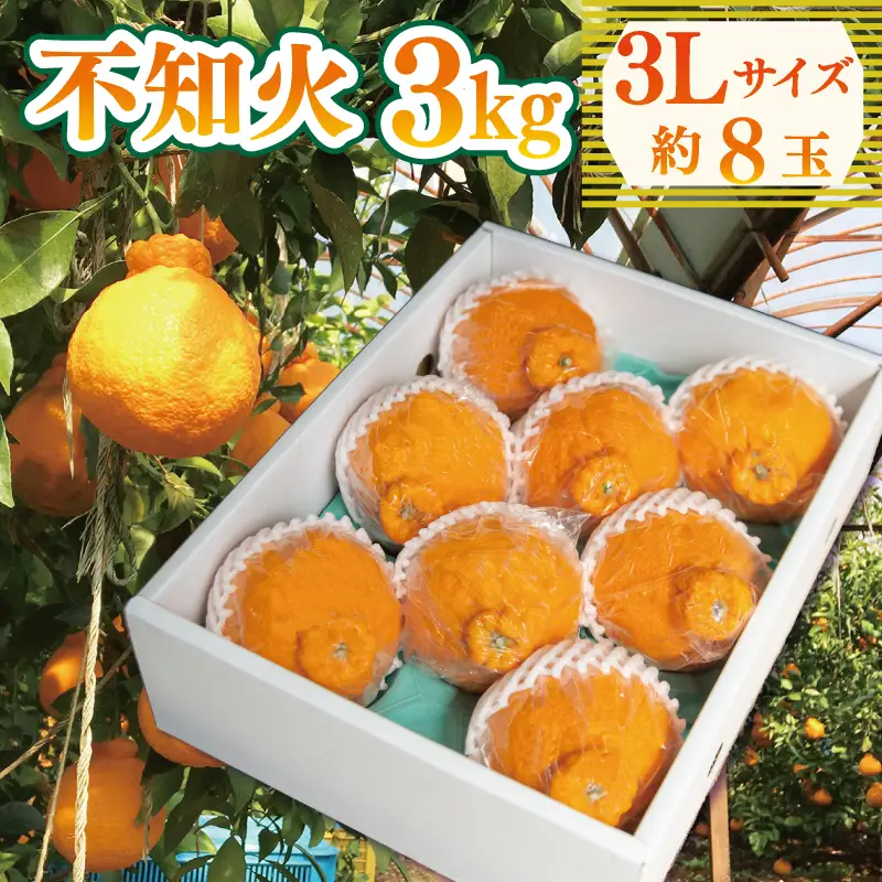 【 不知火 】 約 3kg 3L 8玉 不知火 みかん