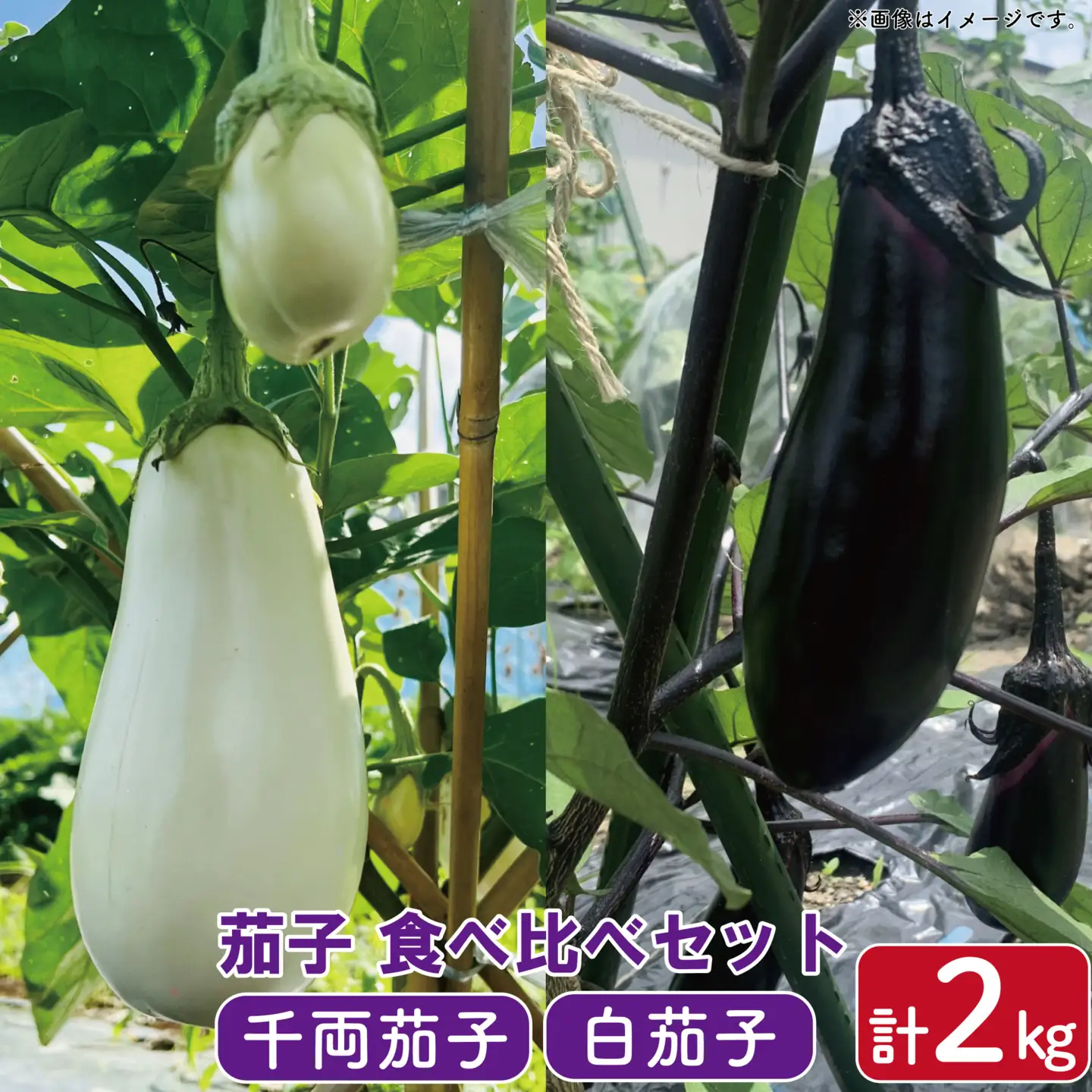 なす 千両なす 白なす 2色 セット 約2kg