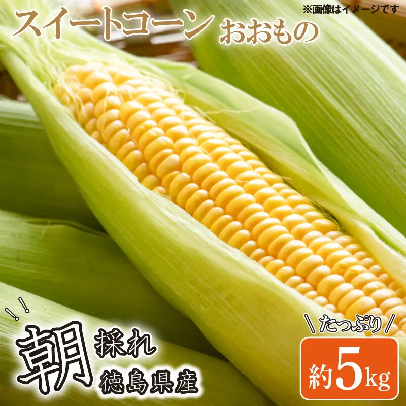 野菜 とうもろこし スィートコーン おおもの 約5kg 夏野菜 数量限定 高糖度 農家直送 朝採れ 産地直送 新鮮 旬 コーン サラダ 焼きとうもろこし クール便 ギフト 贈り物 お取り寄せ ご当地 特産物 生産者直送 2024年発送 令和6年産 徳島県 阿波市 四国