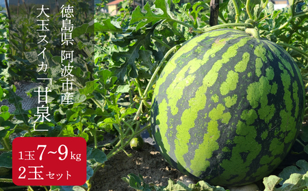 スイカ 甘泉 2玉 セット ２L 大玉 西瓜 糖度 11度 甘い フルーツ 7月 夏 阿波市 徳島県 先行予約