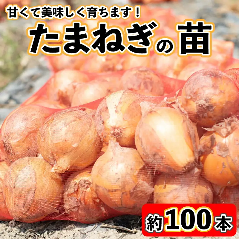 【 数量限定 】 玉ねぎの苗 100本セット 玉葱 たまねぎ 苗 野菜 家庭菜園 植物 植木 苗木 ポット 土 ガーデニング セット 詰め合わせ 花壇 プランター 生産者直送 徳島県 阿波市