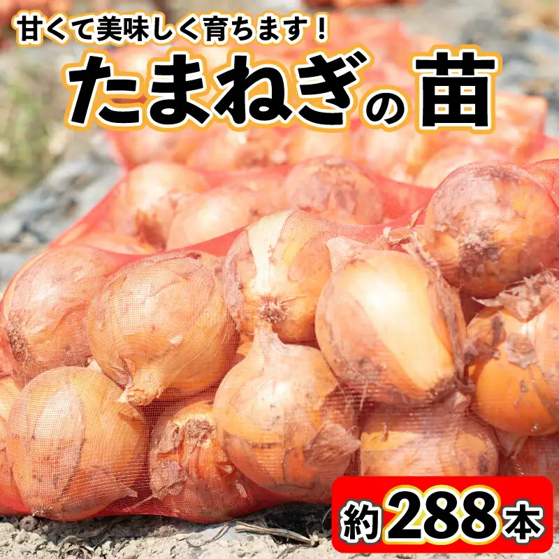 玉ねぎ 苗 約288本 セット 玉葱 たまねぎ 苗 野菜 家庭菜園 栽培 植物 植木 苗木 ポット 土 ガーデニング セット 詰め合わせ 花壇 プランター 生産者直送 徳島県 阿波市