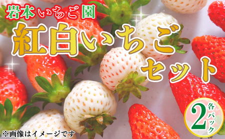 【先行予約】いちご 紅白いちご 食べ比べ 紅ほっぺ 白いちご ホワイトエンジェル 約270g×計4パック 約1kg以上 果物 フルーツ 土耕栽培 甘い 徳島県 阿波市 岩本いちご園