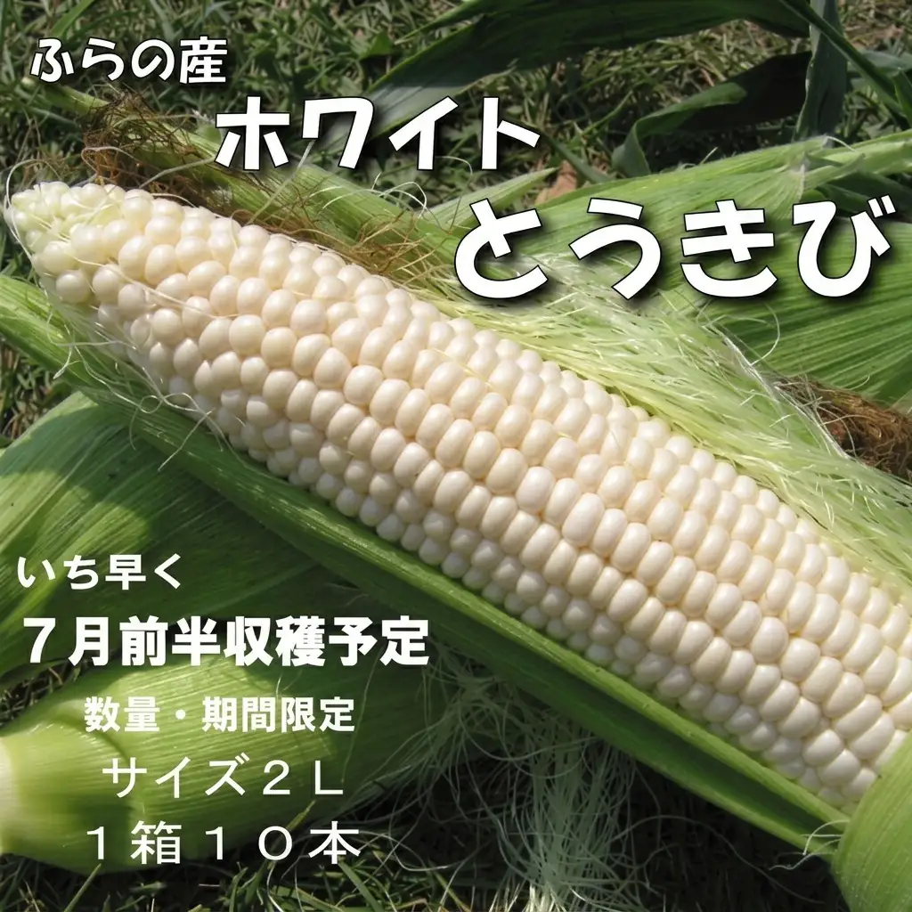 とうもろこし ホワイトとうきび ホワイトショコラ 富良野産【10本 2Lサイズ】