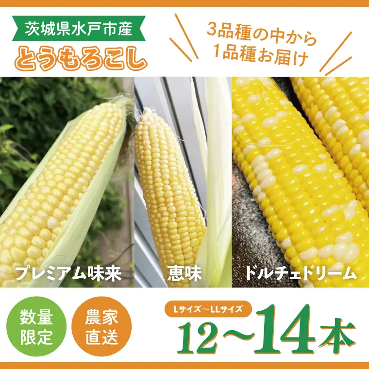 【6月下旬より発送 】数量限定 とうもろこし 12～14本 恵味 ドルチェドリーム プレミアム味来 （GR-4）