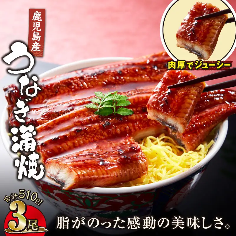 【 土用の丑の日特集 】 2443 鹿児島産うなぎ 合計510g（170g×3尾） 清らかな 地下水 育ち！ KN021-014-03 鰻 魚 惣菜 総菜