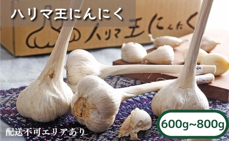 にんにく ハリマ王 独自栽培 兵庫県産 にんにく【600〜800g】