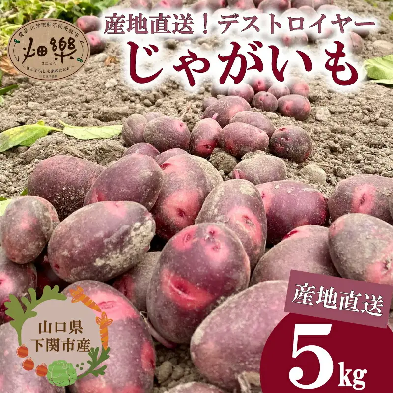 【2027年1月以降順次発送】じゃがいも 5kg デストロイヤー 野菜 農家直送 季節限定 芋 おいも下関 IN101