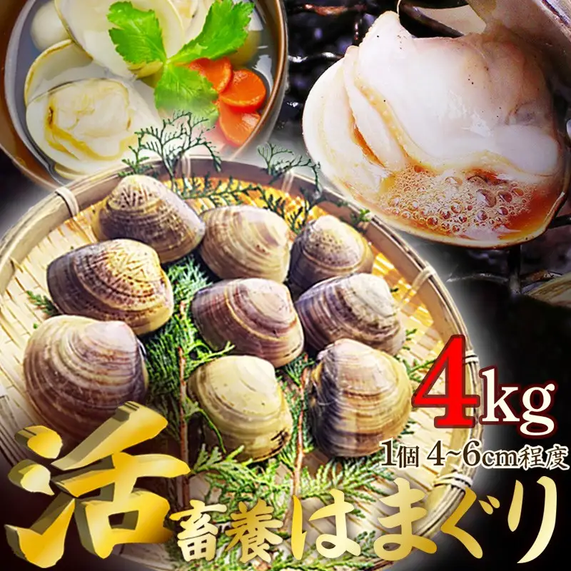 【はまぐり】畜養活蛤 4kg ハマグリ
