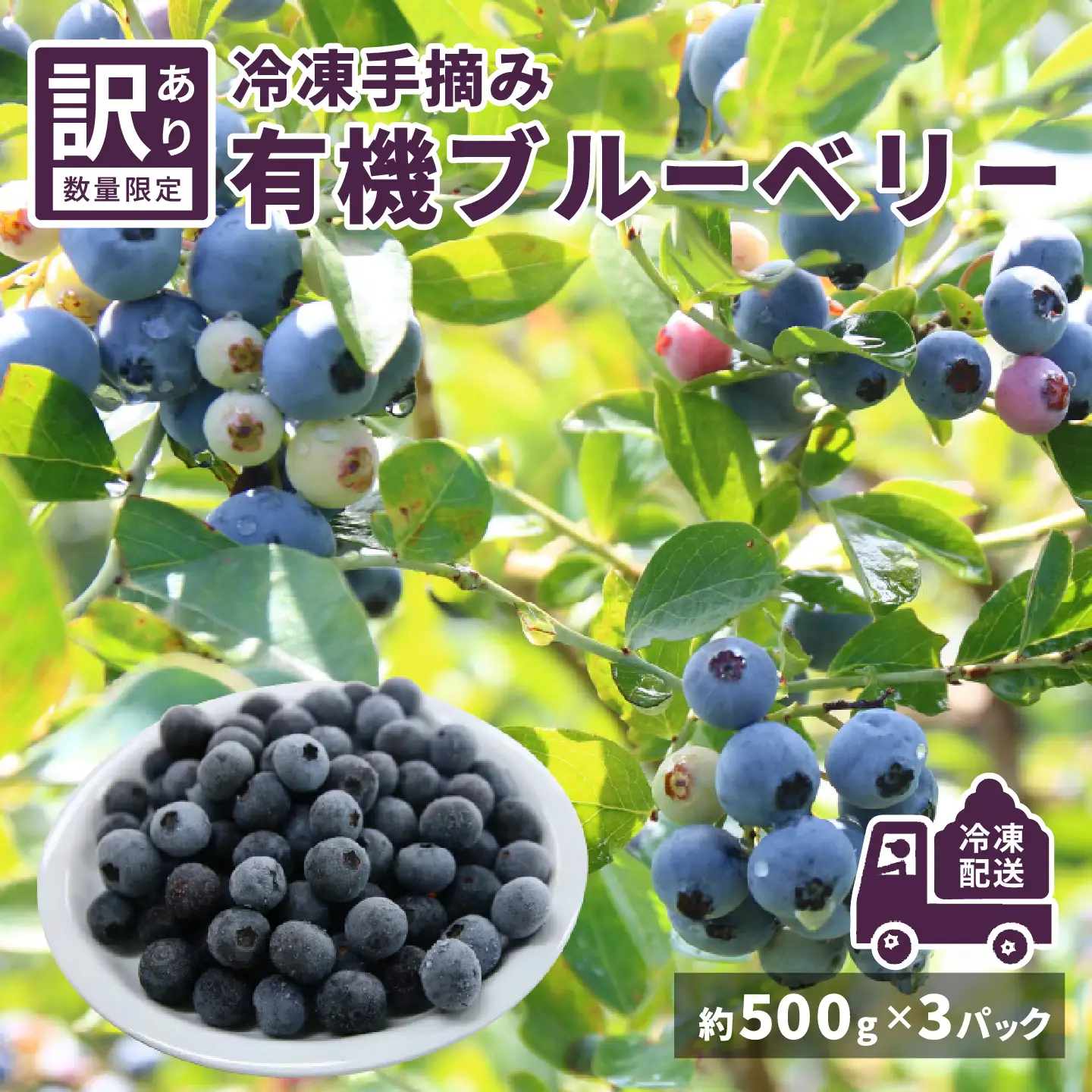 【訳あり】令和8年産〈冷凍〉手摘み有機ブルーベリー1.5kg（500g × 3パック）果物 夏限定
