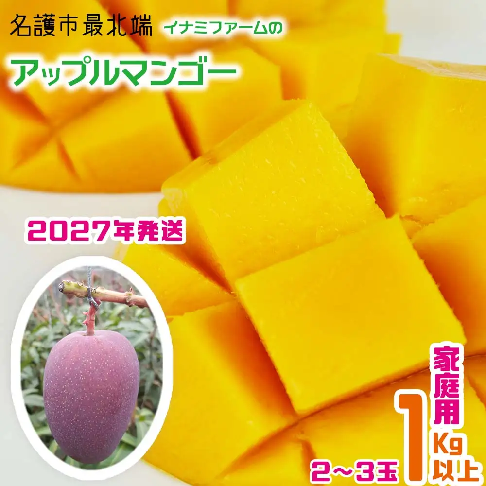 【2027年発送】名護市最北端イナミファームの家庭で楽しむアップルマンゴー 1kg以上（2～3玉）