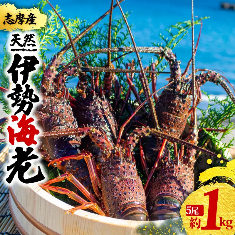 【先行予約】 伊勢海老  伊勢海老 5尾 1kg