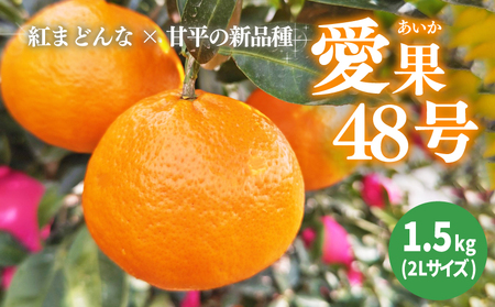 【2027年3月下旬から発送予定】あいか 愛果48号 1.5kg 6玉 特選品 期間限定 愛媛県産 みかん 柑橘【FT100_x】